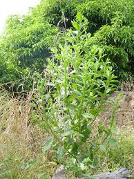 Image result for Laggera crispata