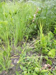 Image result for Chlorophytum affine