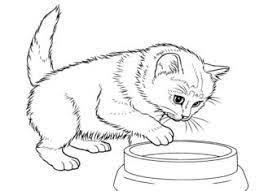 Male kotki kolorowanki / słodkie, małe, kotki, kosz, łąka : Kolorowanki Kot Do Druku I Wydruku Online