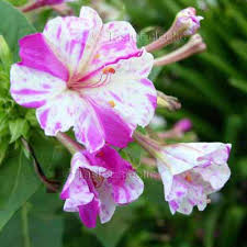 Four o clock flowers kaleidoscope. Mirabilis Jalapa Kaleidoscope White Fuchsia Swirls 18 Seeds Four O Clock Marvel Of Peru