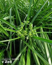 Image result for Cyperus glaucophyllus