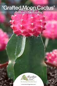 According the guiness world records 2007 edition, the tallest of the tall cardon (pachycereus pringlei) measured 63 feet (19.2 m). Little Cute Pink Cactus In 2021 Pink Succulent Pink Plant Grafted Cactus