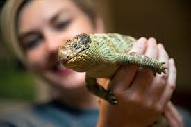 How to train your bearded dragon, and other reptile care tips from Anne  Arundel enthusiasts