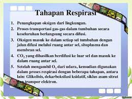Make your presentation stand out with unlimited template downloads. Respirasi 1 By Irda Safni Ppt Download