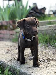 Roxy was propped up by a friend as she left the venue, and seemed wobbly on her feet. Roxy At 2 Months Mqh Patterdale Terrier Patterdale Terrier Patterdale Terrier Puppy Cute Dogs And Puppies