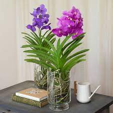 Pin On Orchids Garden