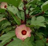 Zobo - Wikipedia