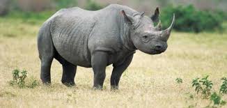 يُعتبر السبب الأساسي، في انقراض وحيد القرن، هو أنه يمتلك قرنين، تُعد من أهم وأغلى المواد التي تُباع في السوق السوداء. Ø·Ø±ÙŠÙ‚Ø© Ø¬Ø¯ÙŠØ¯Ø© Ù„Ø­Ù…Ø§ÙŠØ© ÙˆØ­ÙŠØ¯ Ø§Ù„Ù‚Ø±Ù† Ù…Ù† Ø§Ù„Ø§Ù†Ù‚Ø±Ø§Ø¶ Ù…ÙˆÙ‚Ø¹ Ø­Ù…Ø§ÙŠØ© Ø§Ù„ØºØ°Ø§Ø¡ Ø§Ù„Ø¥Ø®Ø¨Ø§Ø±ÙŠ