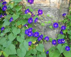 Check spelling or type a new query. Let S Hear It For Glorious Common Morning Glories The Star