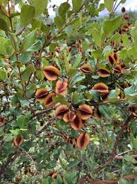Image result for Combretum hereroense