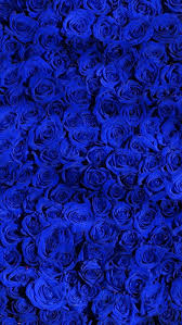 Wallpaper Iphone Blue Rose Blue Roses Wallpaper Blue Flower Wallpaper Royal Blue Wallpaper Every day we replenish it by hundreds of beautiful. wallpaper iphone blue rose blue