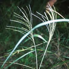 Image result for Digitaria diagonalis