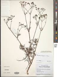 Image result for Pimpinella buchananii