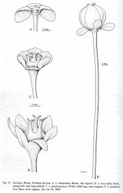 Image result for Phyllanthus macranthus