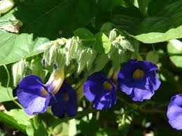Image result for Thunbergia mildbraediana