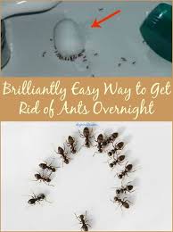 Brilliantly Easy Way To Get Rid Of Ants Overnight Diy Crafts