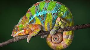 Chameleon Striped Lizard Sleep Tail In Round Desktop Hd Wallpapers For Mobile Phones 1920 1080 Chameleon Pet Pet Birds Animals Beautiful