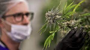 Schulenburg, Texas, Takes a Chance on Medical Marijuana - The Atlantic