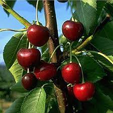 The tree has oblong tapering leaves, rounded at the base, and yellowish green flowers borne along the older branches. Fruit Tree Cherry Tree Bush Shape Red Large Black Cartilage Cherry Sweet Cherry 120 160 Cm High Quality Tree School Quality Directly From The Specialist Retailer Amazon De Garden