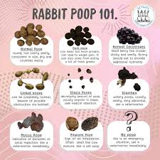 Image result for rabbit droppings