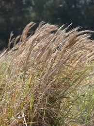 Image result for Andropogon ligulatus