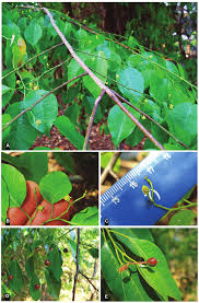 Image result for Maprounea