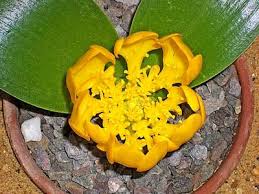 Image result for Daubenya