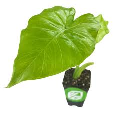 Image result for Alocasia odora
