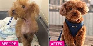 We got our dog from perfect pet rescue 5 years ago (almost to the day). Rescue Dogs Before And After Rescue Dog Makeovers