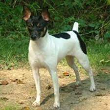 Rat Terrier Puppies For Sale Puppy Breed Info Rat Terrier Puppies Rat Terriers Terrier Puppies