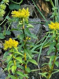 Image result for Aizoon virgatum