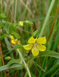 Image result for Lysimachia angustiloba