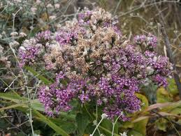 Image result for Microchloa afra