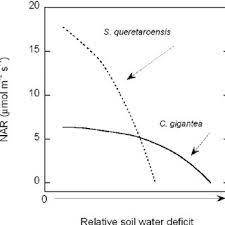 Yet growing cacti under artificial lighting is not easy and may not be very rewarding. A Comparison Of Maximum Night Time Net Assimilation Rates Of Two Cacti Download Scientific Diagram