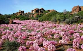 Image result for Brunsvigia