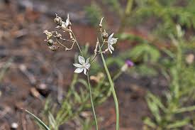 Image result for Stenostelma capense