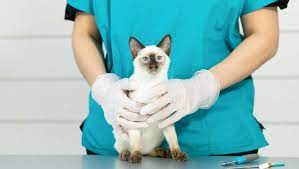 Generell gilt, dass sie ihre katze so zeitig wie möglich impfen lassen sollten, was vor allem für freigängerkatzen gilt. Katze Impfen Wann Wie Warum Purina