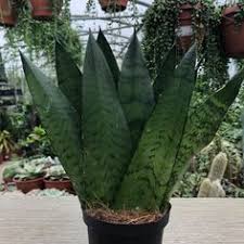 Le piante rampicanti sono esemplari sempreverdi o fioriti, molto apprezzati per l'estetica, la crescita rapida e la capacità di rivestire muri o le staccionate. 70 Ottime Idee Su Alberi Interni Nel 2020 Piante Da Appartamento Piante Da Interno Piante Di Casa