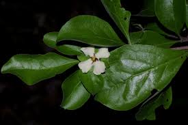 Image result for Catunaregam