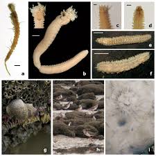 Image result for Polychaeta spp.