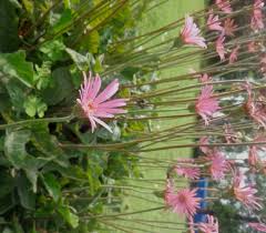 Image result for Gerbera piloselloides