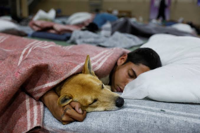 Brazilian city's homeless get incentive for going to shelter: beds for  their pets | Reuters