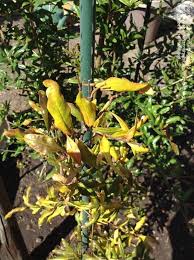 Why are pomegranates plant leaves turn yellow? Garden Pests And Diseases Leaves Of One Pomegranate Trunk Turned Yellow 1 By Grammarthug
