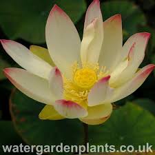 This product contains fresh dried blue lotus flowers imported from thailand. Lotus Water Garden Plants