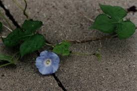 Image result for Ipomoea ephemera