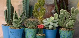 Asignar significado a las flores es un. Plantas En La Oficina Para Rendir Mas Y Mejor