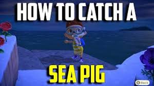 Animal crossing new horizons sea pig is a completely new creature in this game. How To Catch A Sea Pig Sea Pig Animal Crossing New Horizons Sea Pig Acnh Catch An Sea Pig Youtube