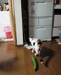 Funny Gif And Best Reaction Gif Funny Gifsec Com Cats Vs Cucumbers Cats And Cucumbers Funny Cute