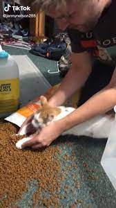 Jennynelson285 On Tiktok Funny Cats Tiktok Gatosanime Gatoscats Gatosmemes Gatosvideos J Cute Animals Funny Animal Videos Funny Animals