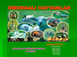 omurgali hayvanlar